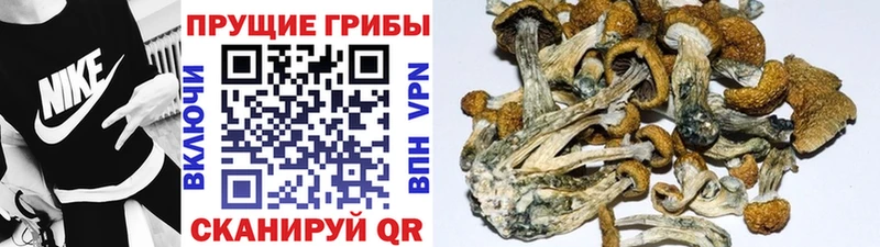 Купить закладки  Заинск  Псилоцибиновые грибы MAGIC MUSHROOMS 